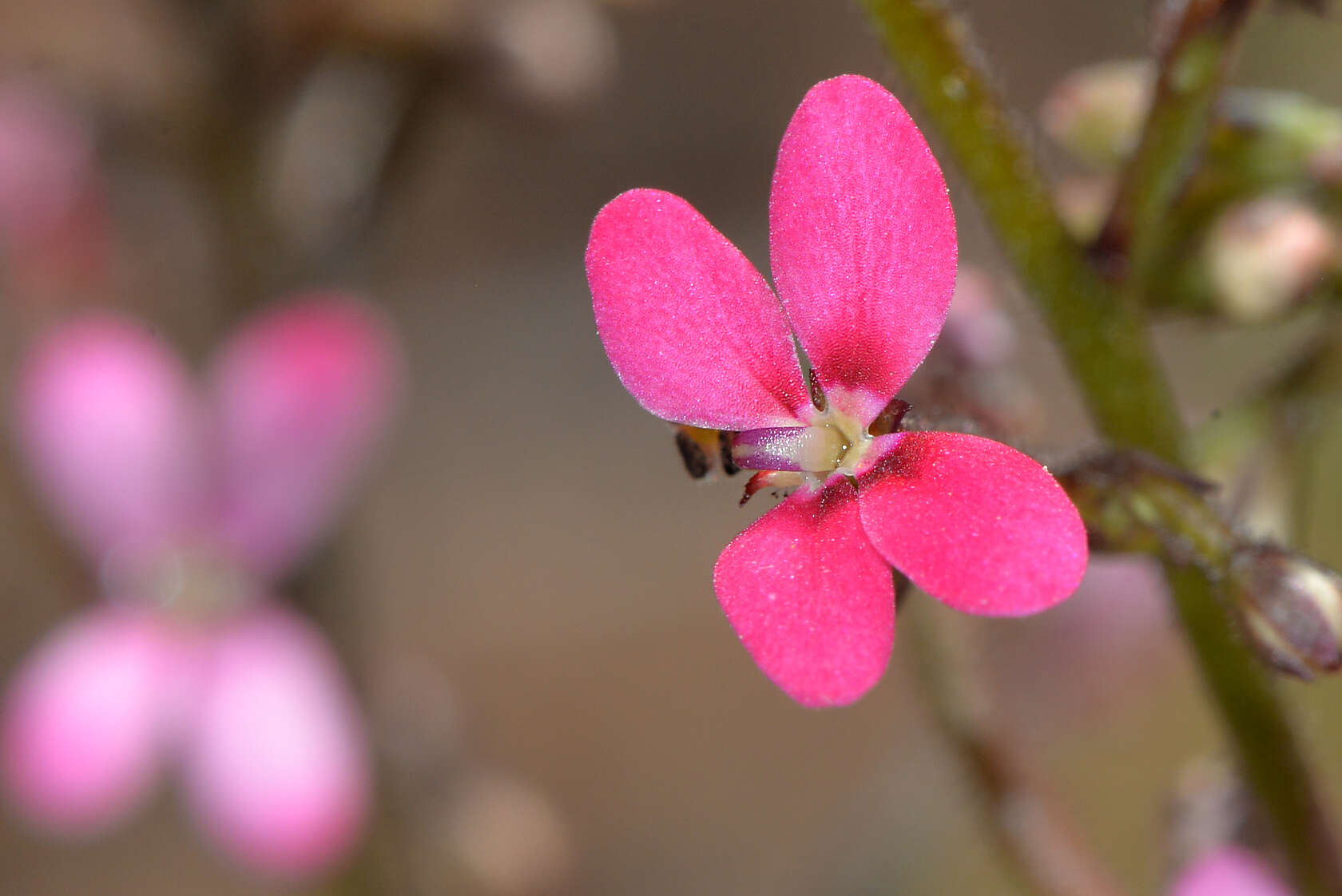 Sivun Stylidium kuva