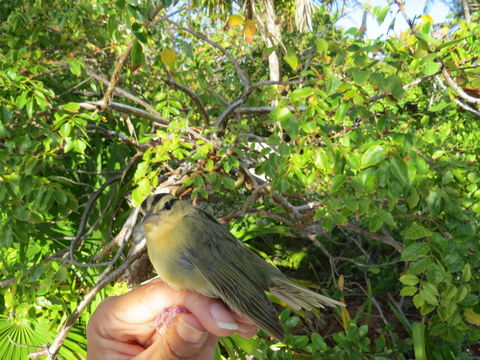Image of Worm-eating Warbler