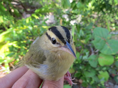 Image of Worm-eating Warbler