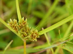 Image of Cyperus nipponicus Franch. & Sav.