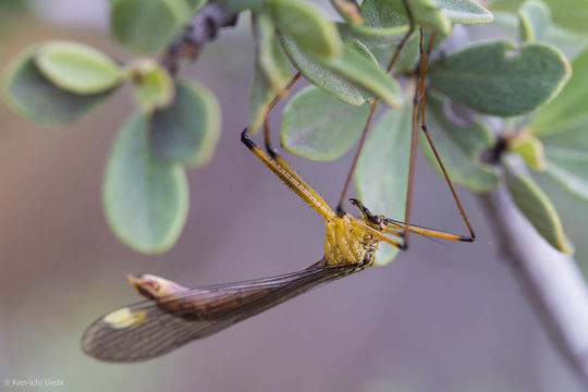 18.https www inaturalist org photos 3346168.580x360