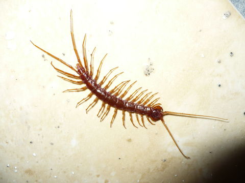 Image of Common centipede