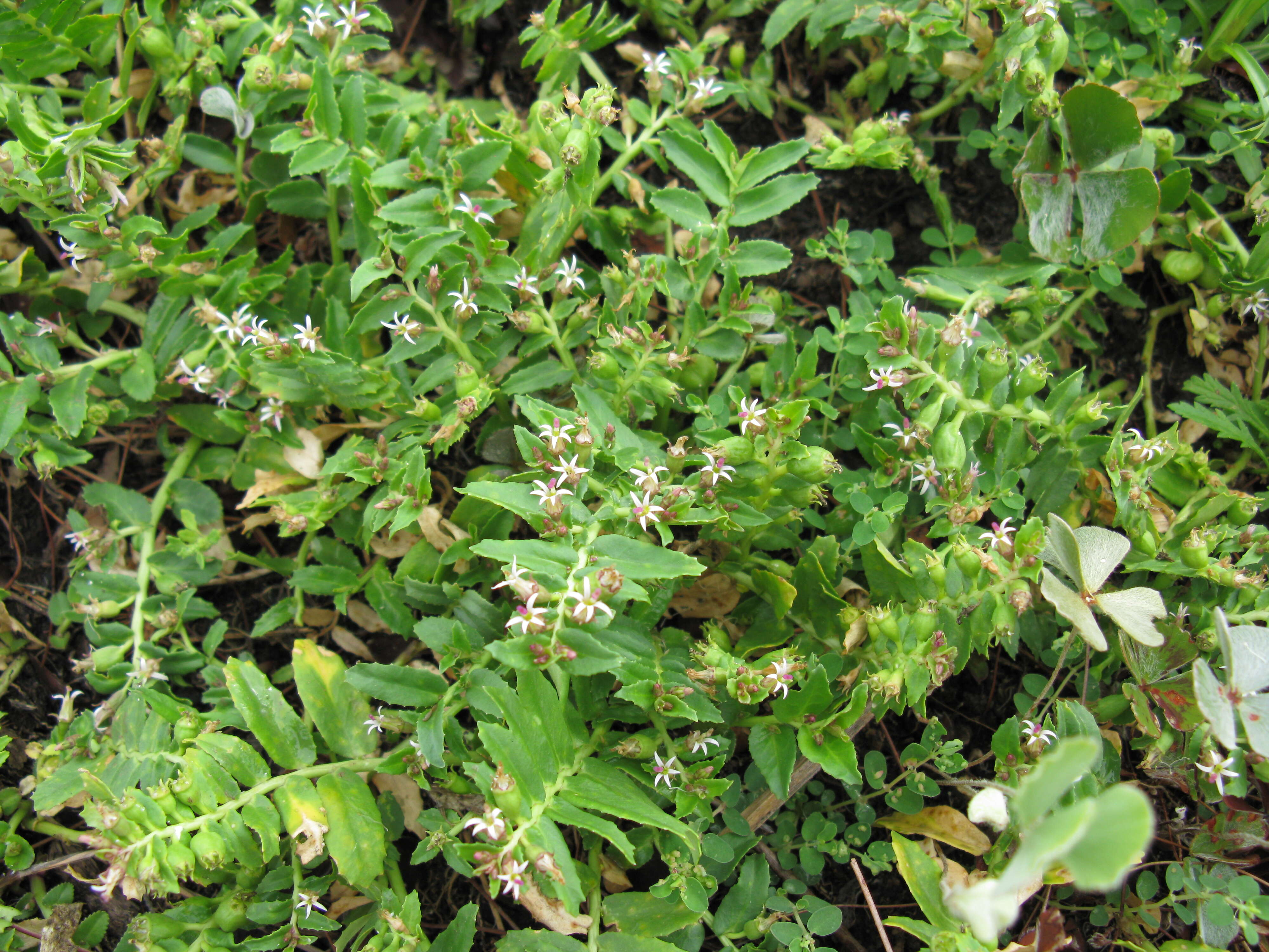 Plancia ëd Lobelia concolor R. Br.