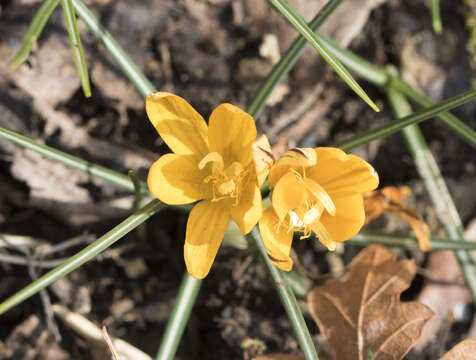 Image of Crocus vitellinus Wahlenb.