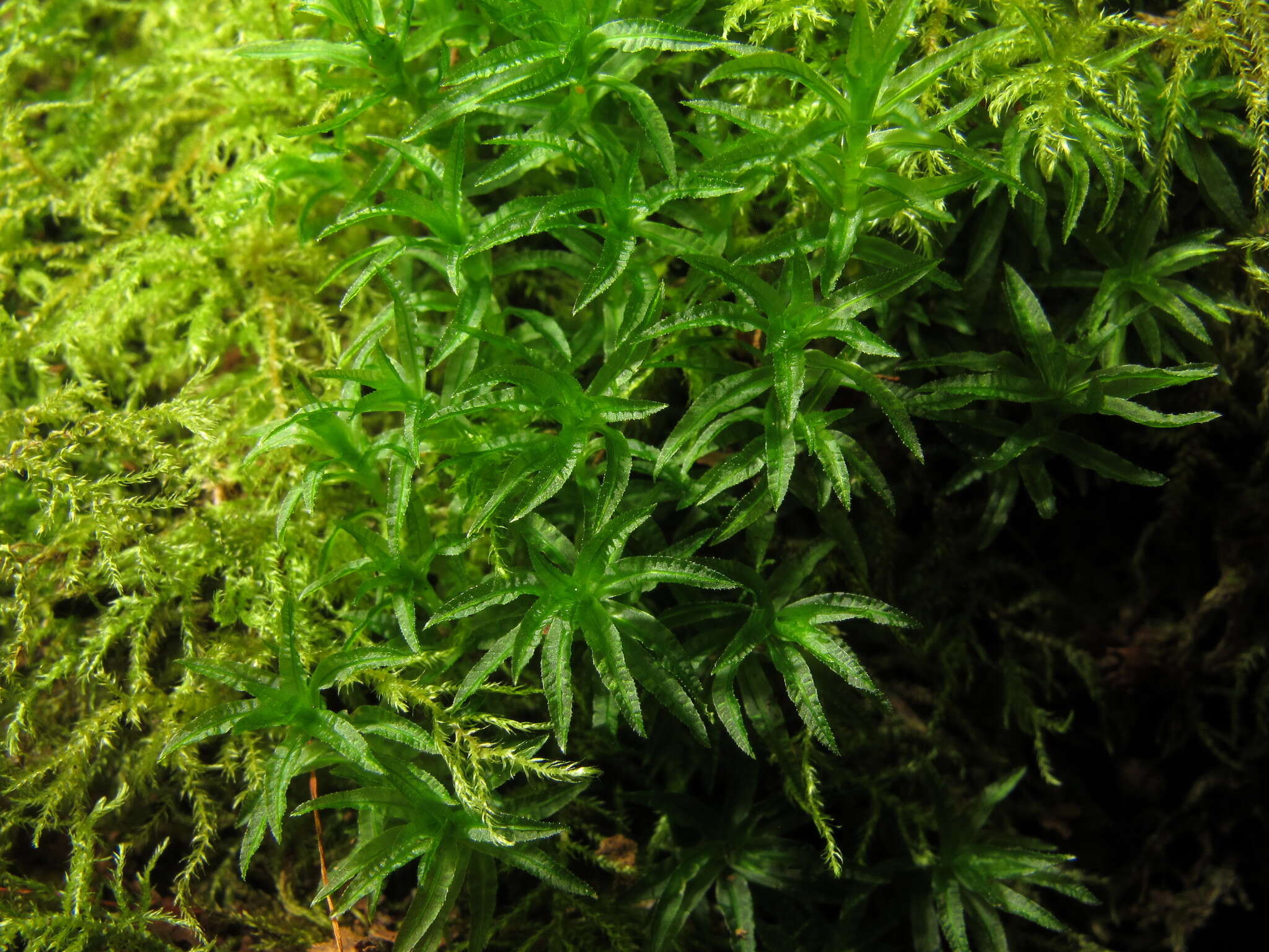 Image of undulate atrichum moss