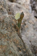 Image of Large-headed anole