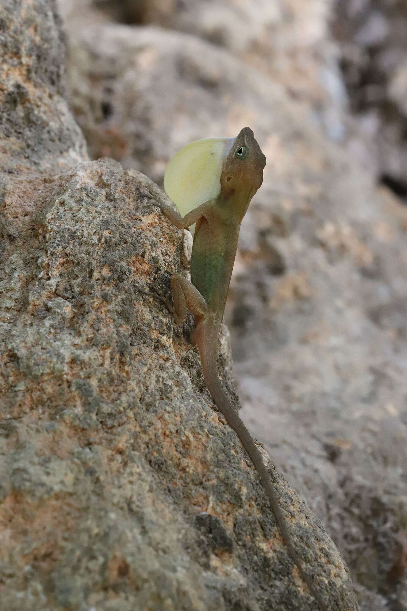 Image of Large-headed anole