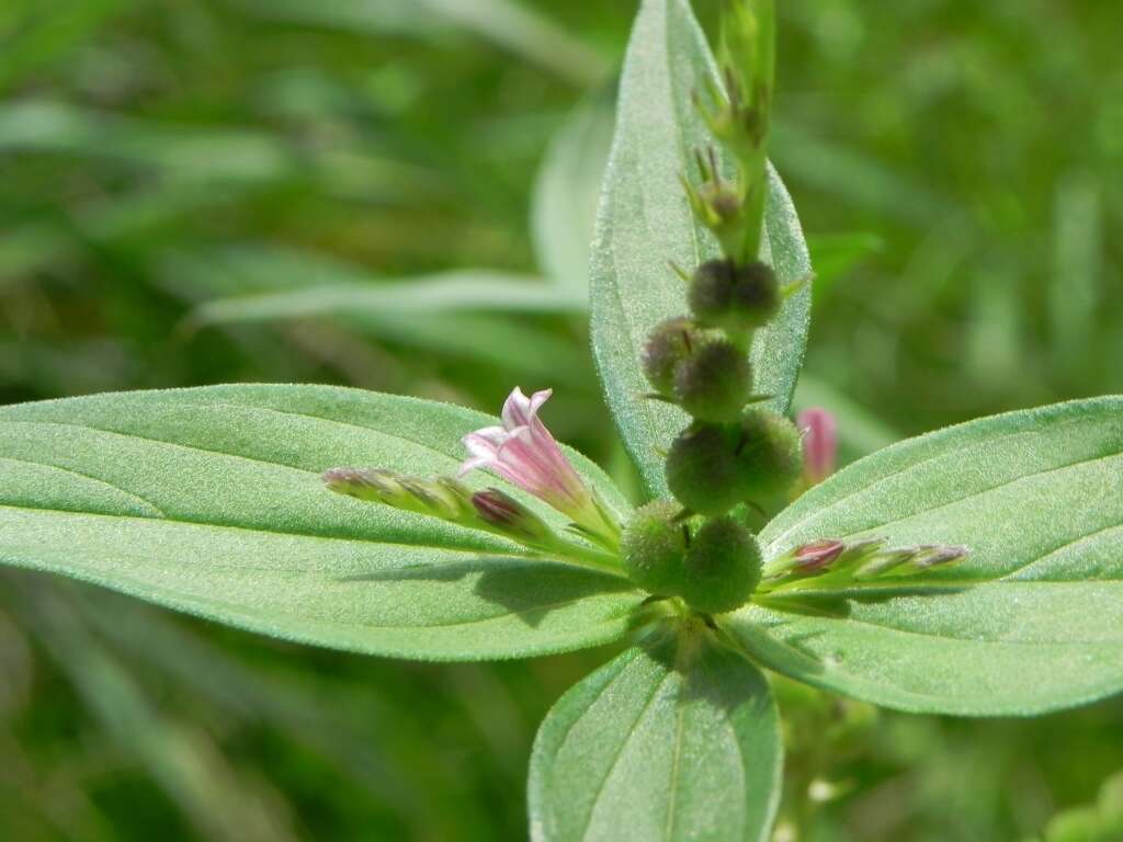 Imagem de Spigelia anthelmia L.