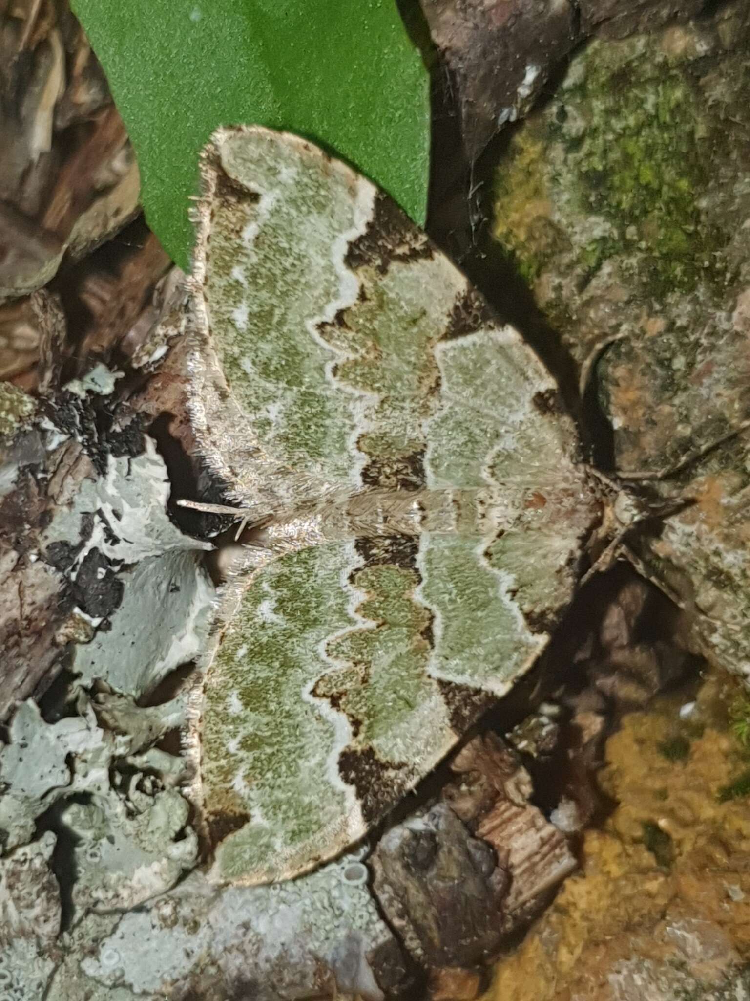 Image of green carpet