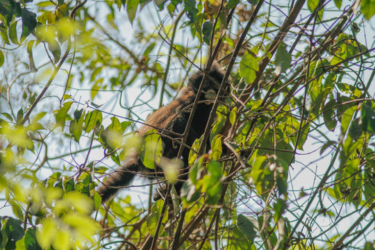 18.https www inaturalist org photos 3349264.580x360