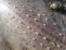 Image of Leucoraja erinacea (Mitchill 1825)