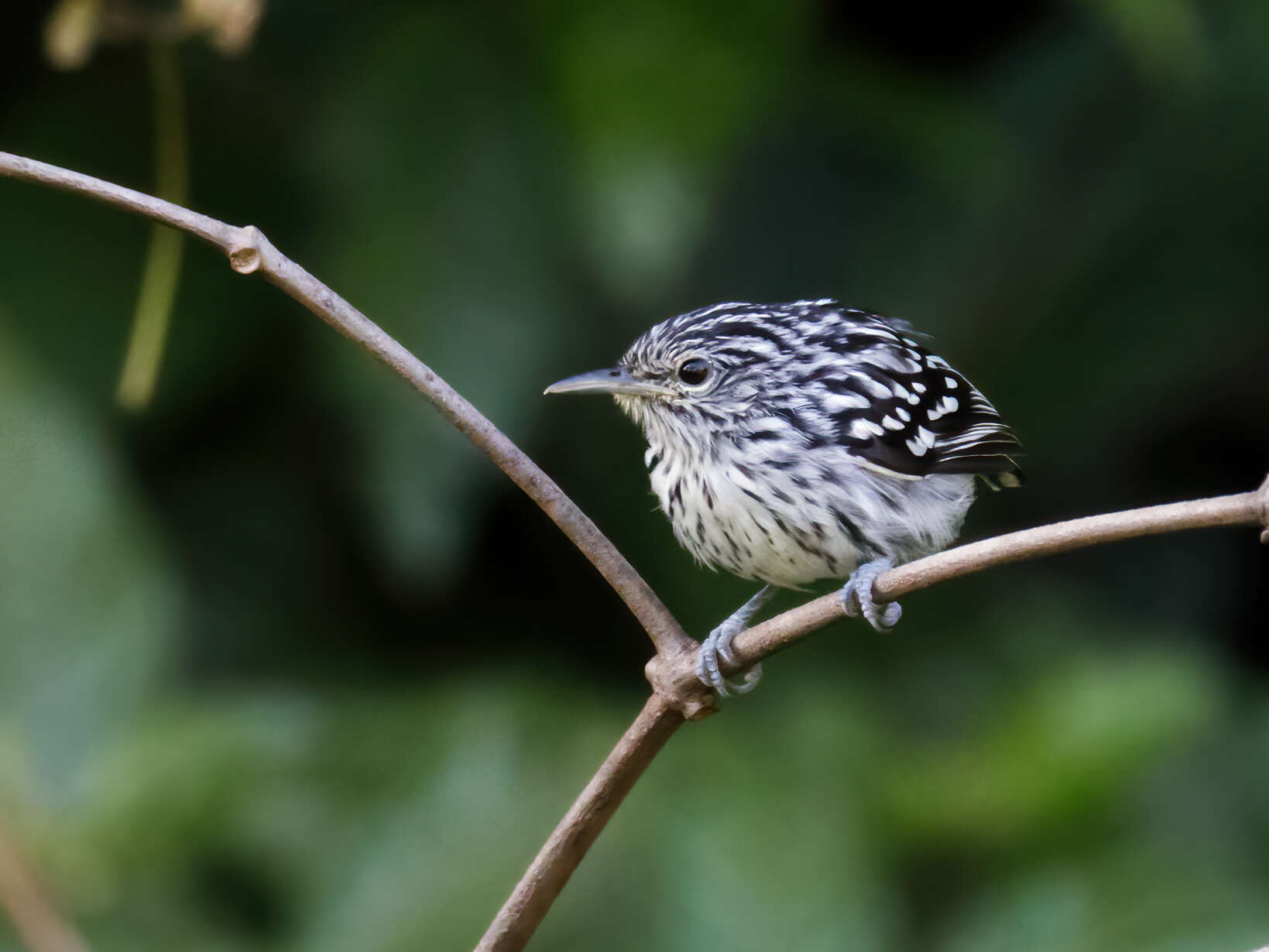 Image of Guianan Streaked Antwren