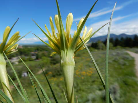 Image of yellow salsify