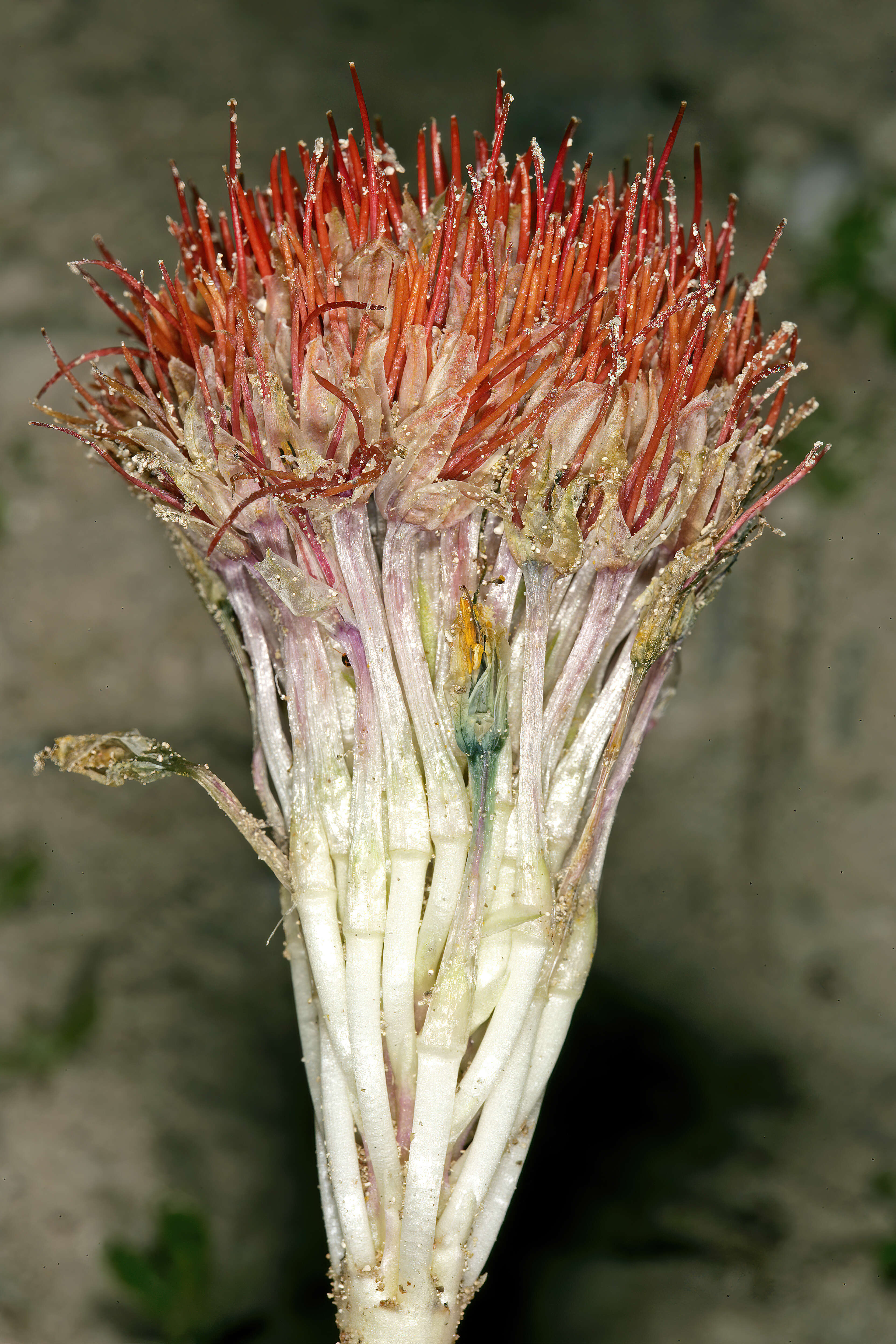 Image of Daubenya zeyheri (Kunth) J. C. Manning & A. M. van der Merwe