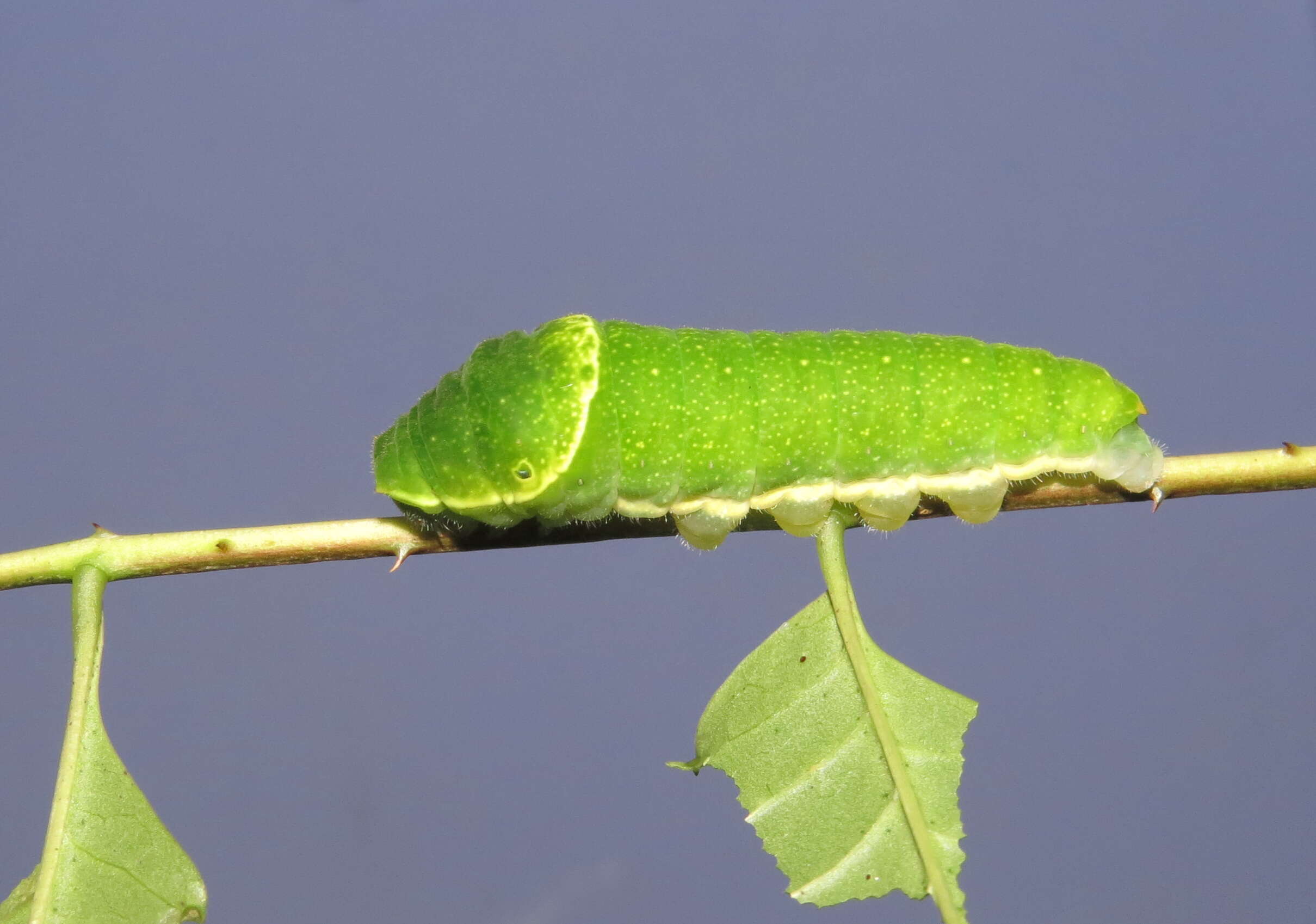 Image of Zanthoxylum rhetsa (Roxb.) DC.