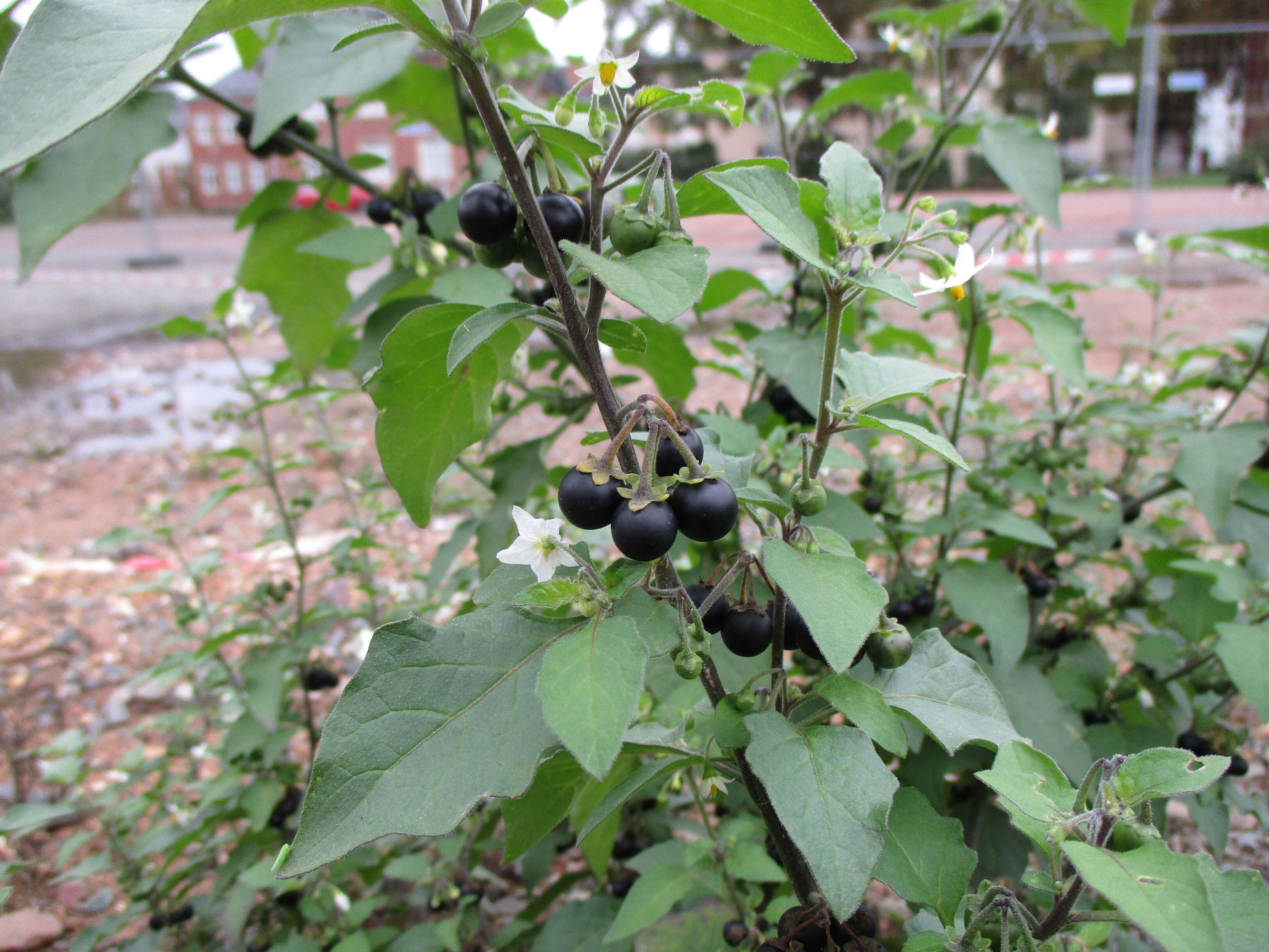 Image of European Black Nightshade