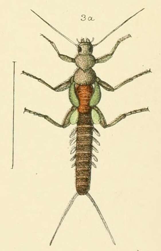 Image de Stenoperla prasina (Newman 1845)