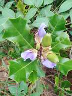 Image of Acanthus