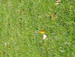 Image of Saffron Finch