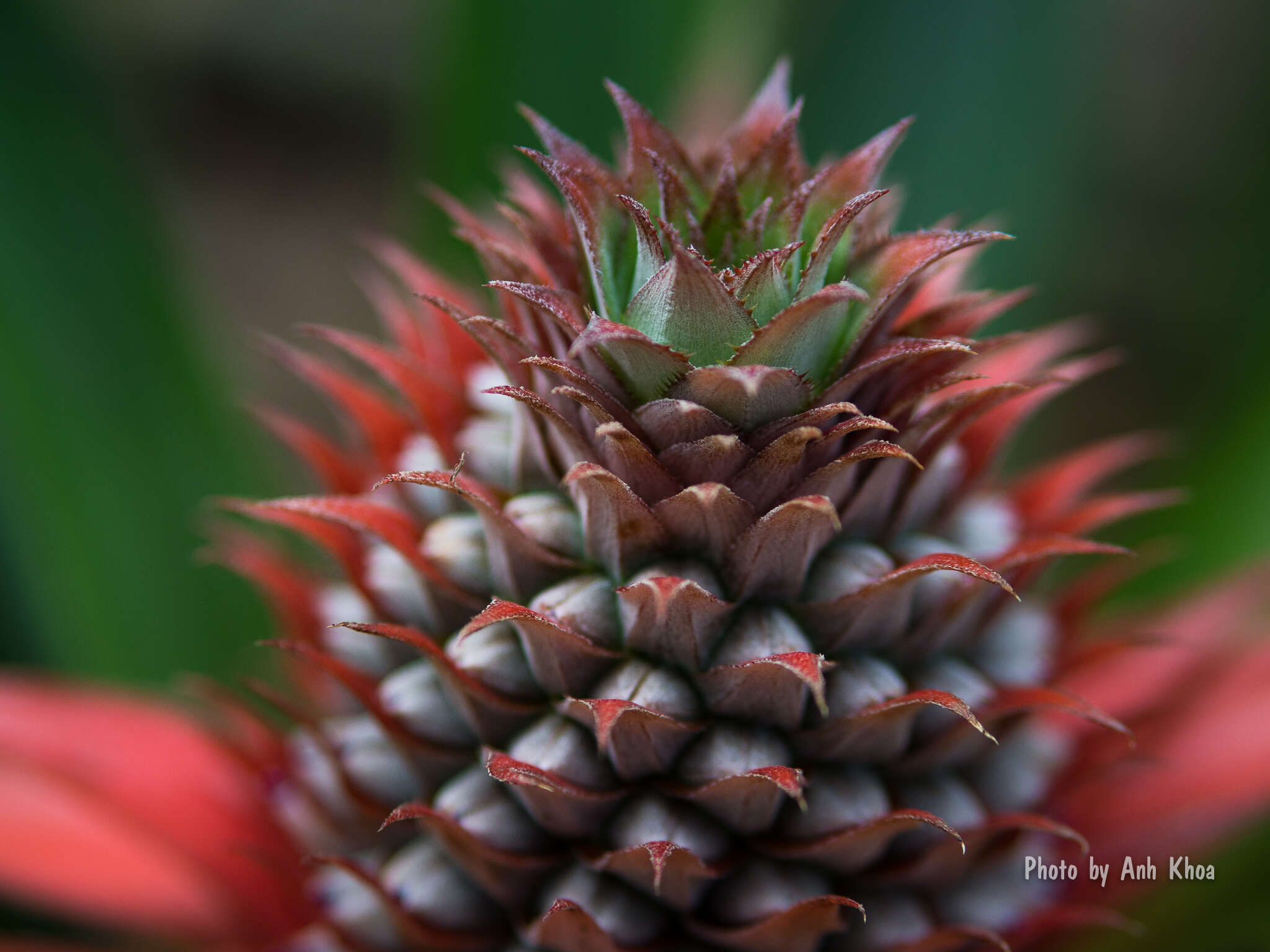 Image of Pineapples