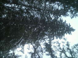 Image of western hemlock