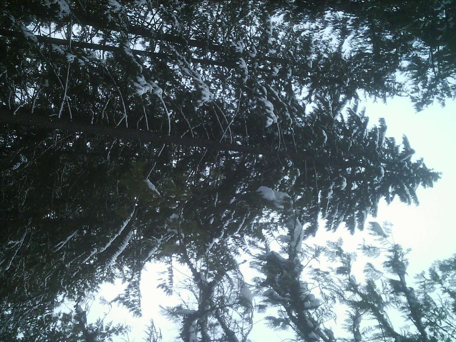 Image of western hemlock