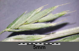 Image of Festuca rupicola Heuff.