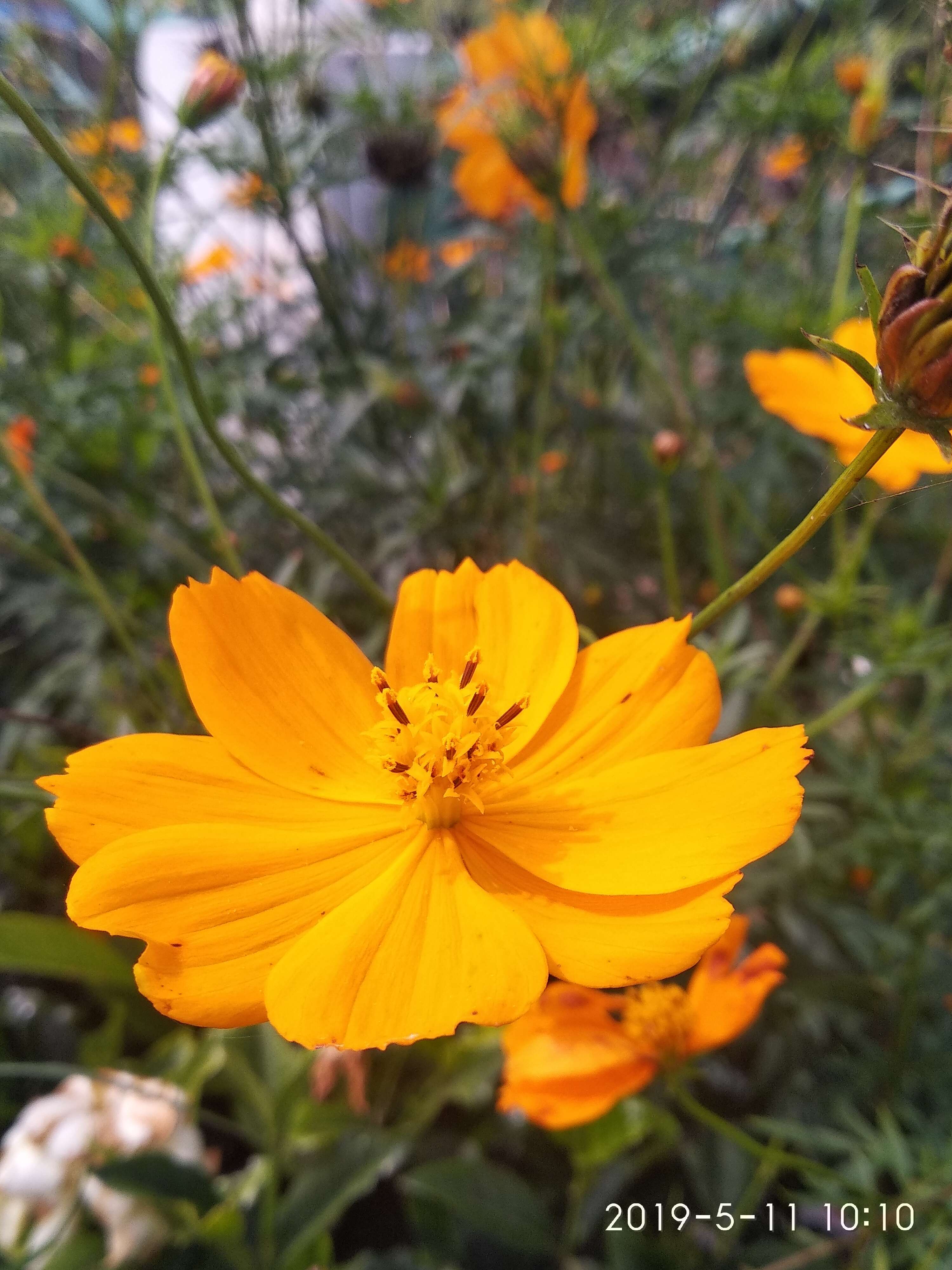 Image of sulphur cosmos