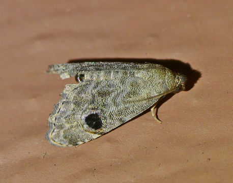 Image of <i>Abablemma brimleyana</i> Dyar 1914