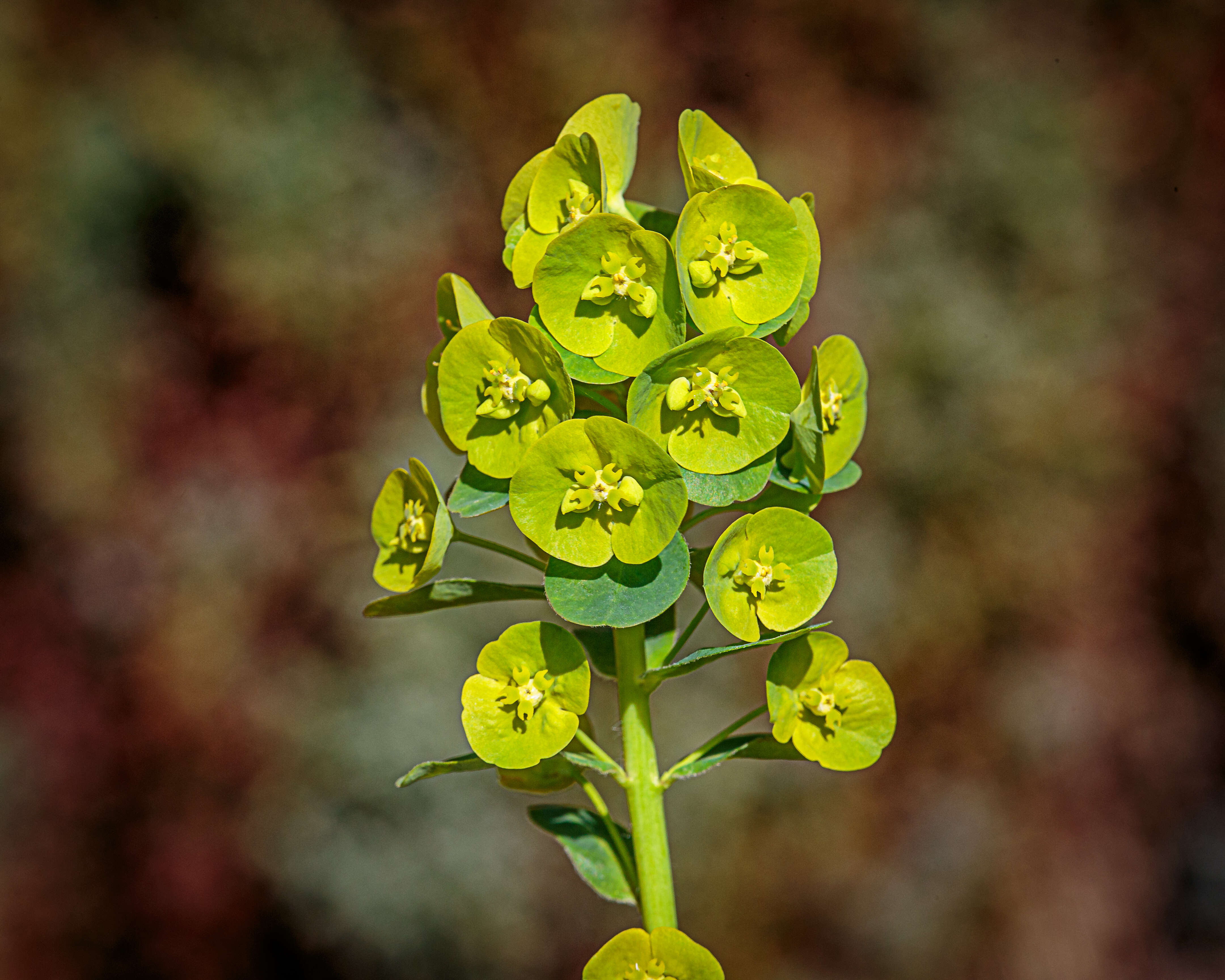 Image of Wood Spurge