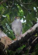 Слика од Accipiter superciliosus (Linnaeus 1766)