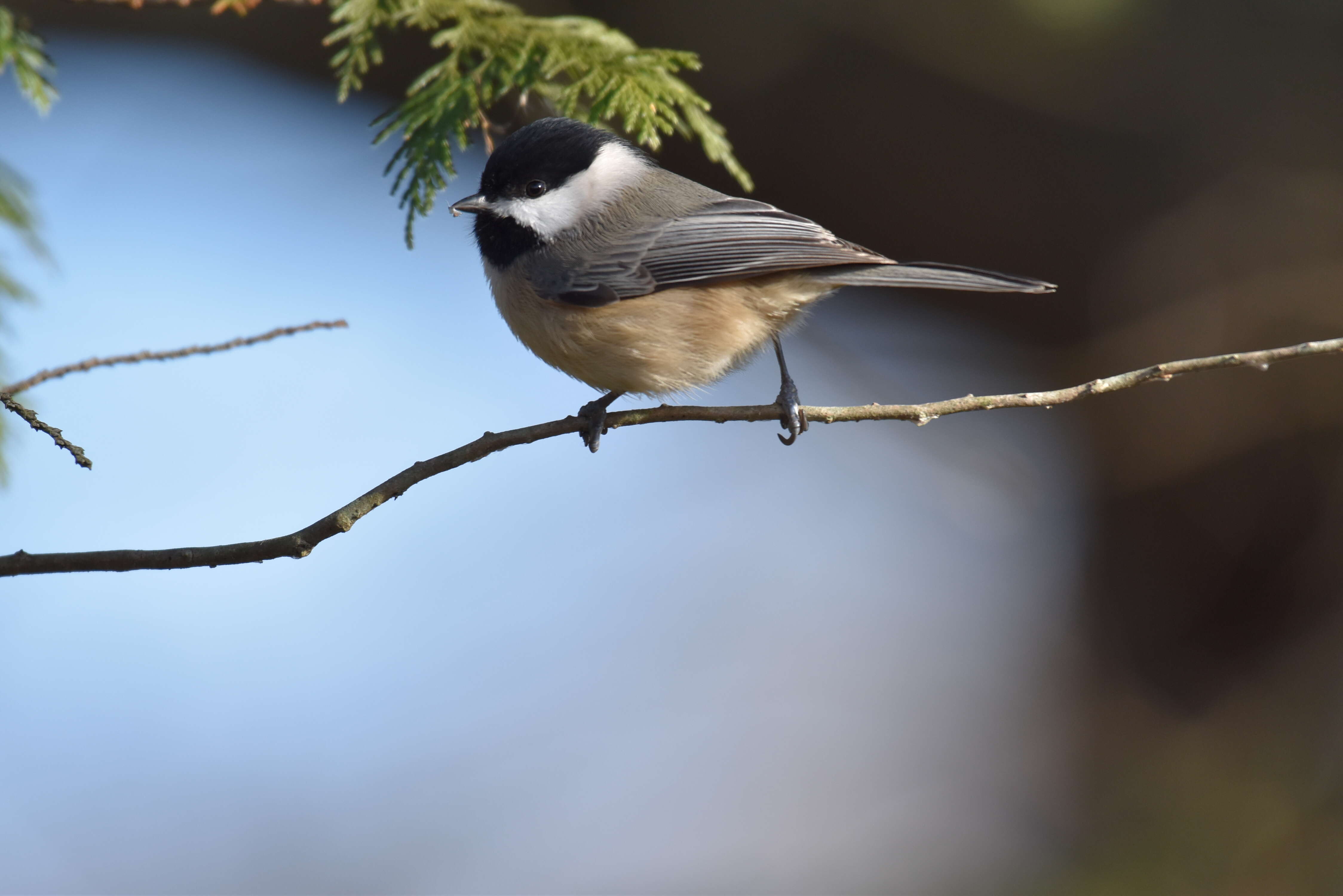 Image of Carolina Chickadee