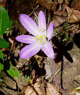 Image of Colchicum lusitanum Brot.