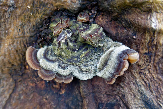 Image of Auricularia mesenterica (Dicks.) Pers. 1822