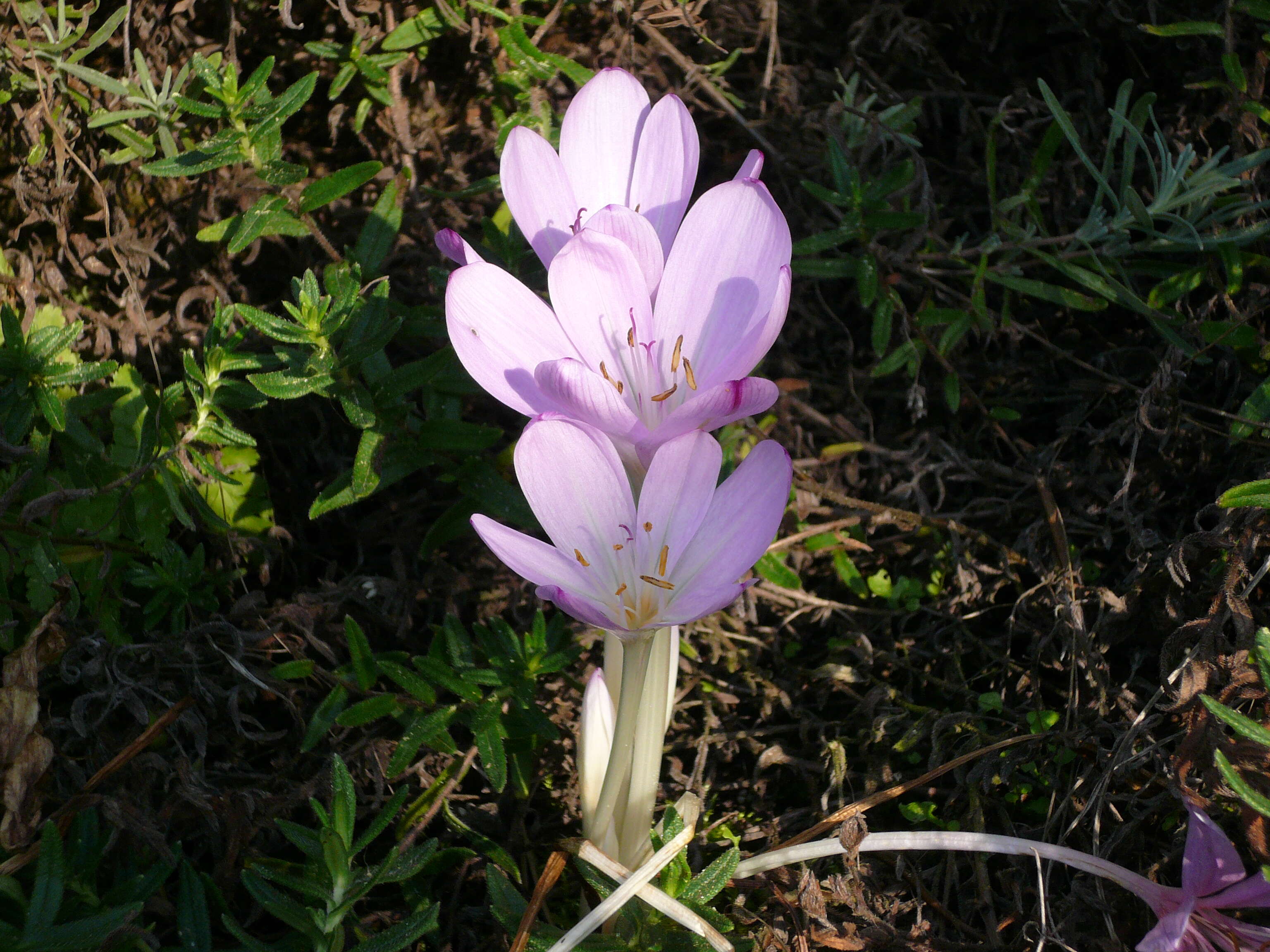 Image of Colchicum lusitanum Brot.