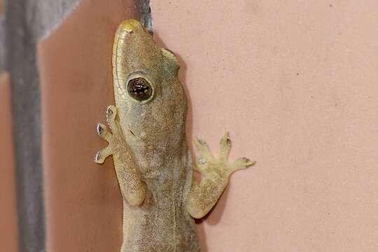 Image of Oriental Leaf-toed Gecko