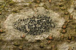 Image of lecidella lichen