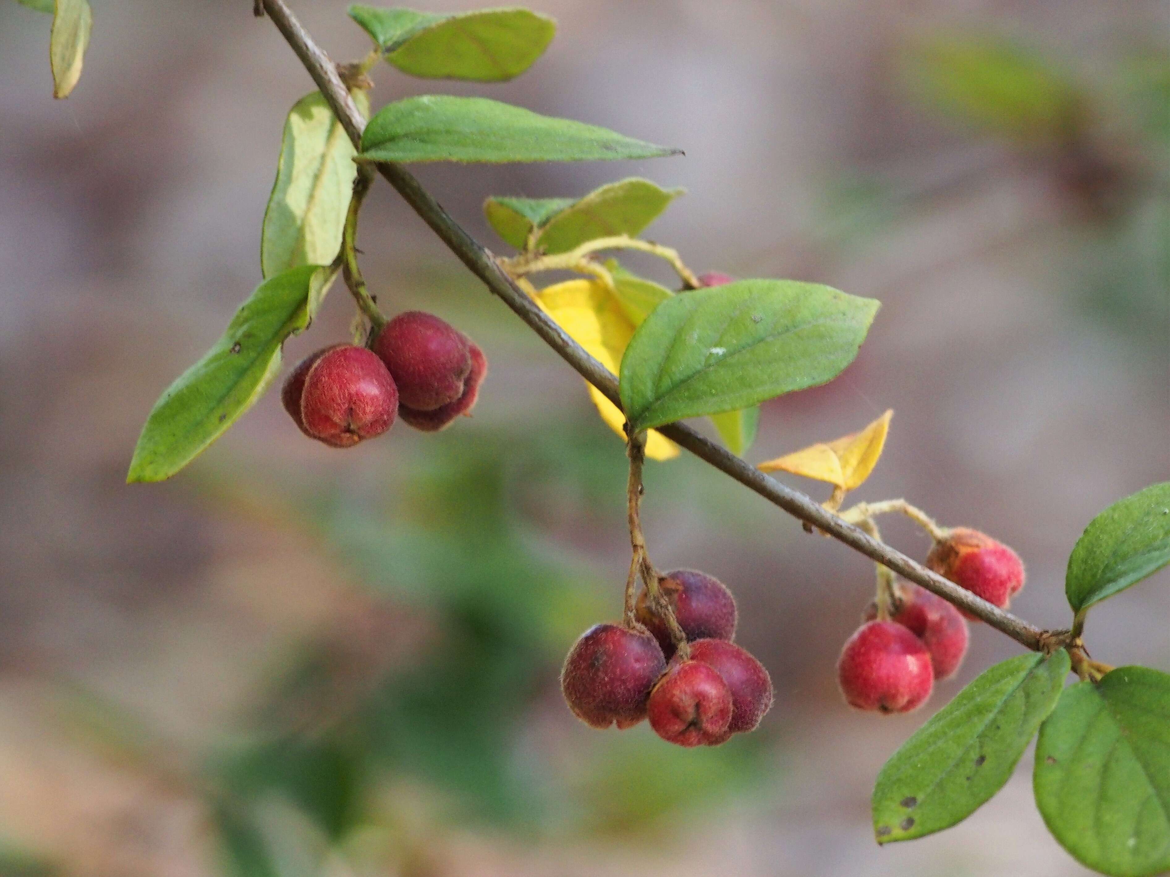 Image of orange cotoneaster