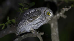 Image of African Scops Owl