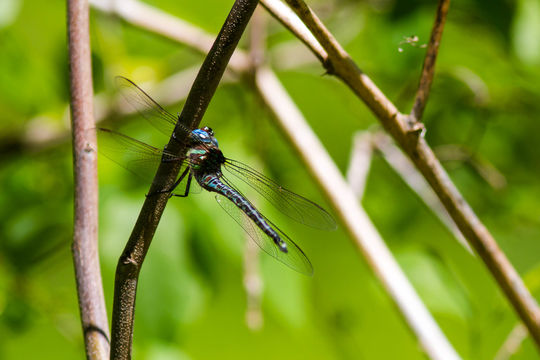 18.https www inaturalist org photos 3358449.580x360