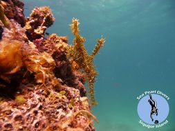 Image of Ornate ghost pipefish