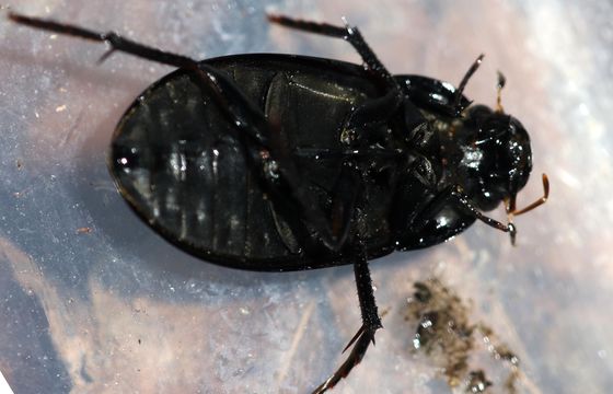 18.https www inaturalist org photos 3359777.580x360