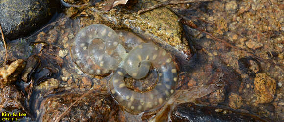 Image of Chinese Salamander