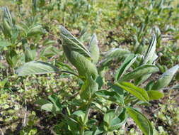 Image of Thermopsis lanceolata R. Br.