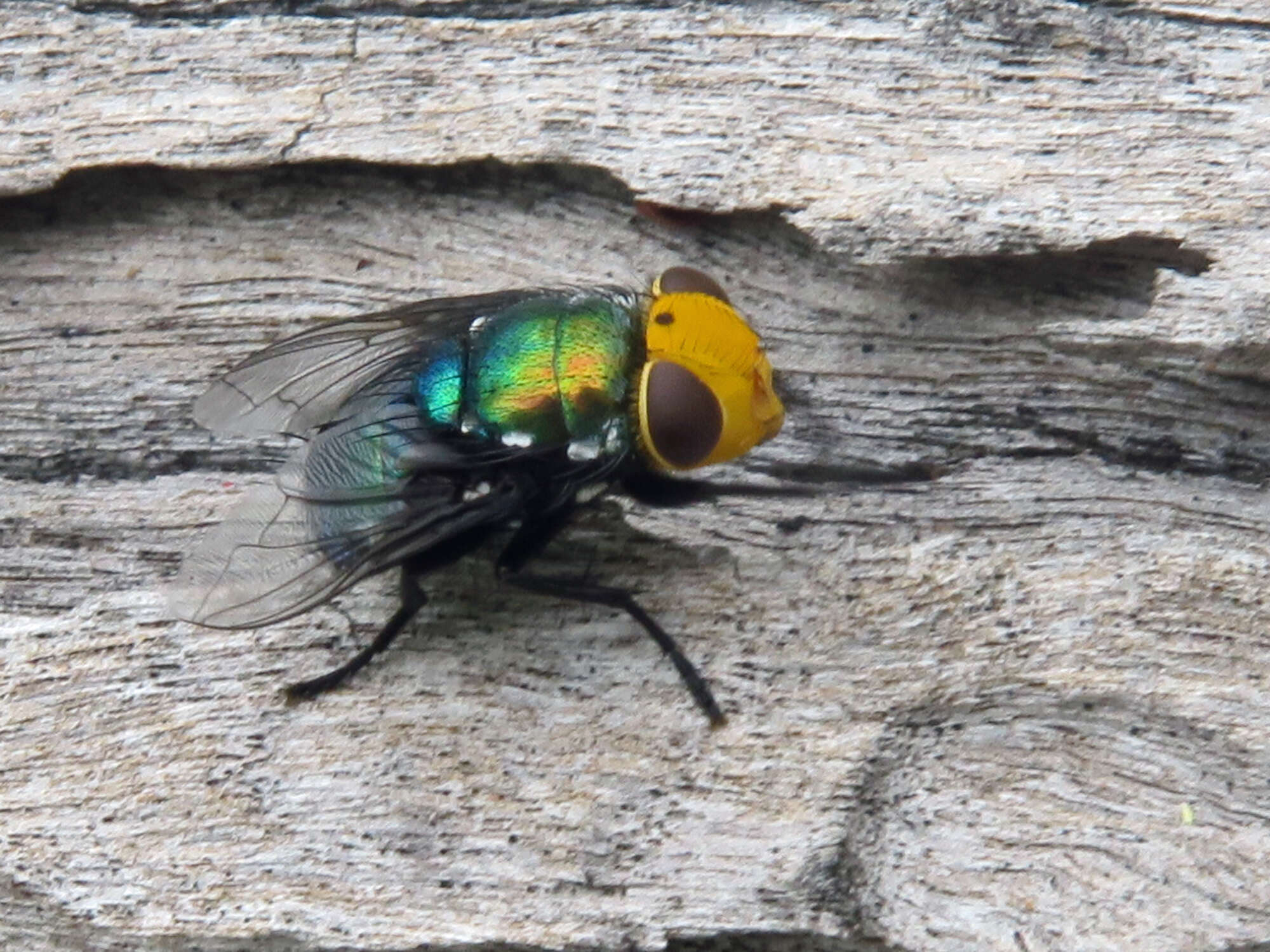 Слика од Amenia imperialis Robineau-Desvoidy 1830