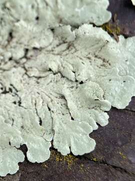 Image of Common greenshield lichen