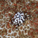 Image of Sea cucumber crab
