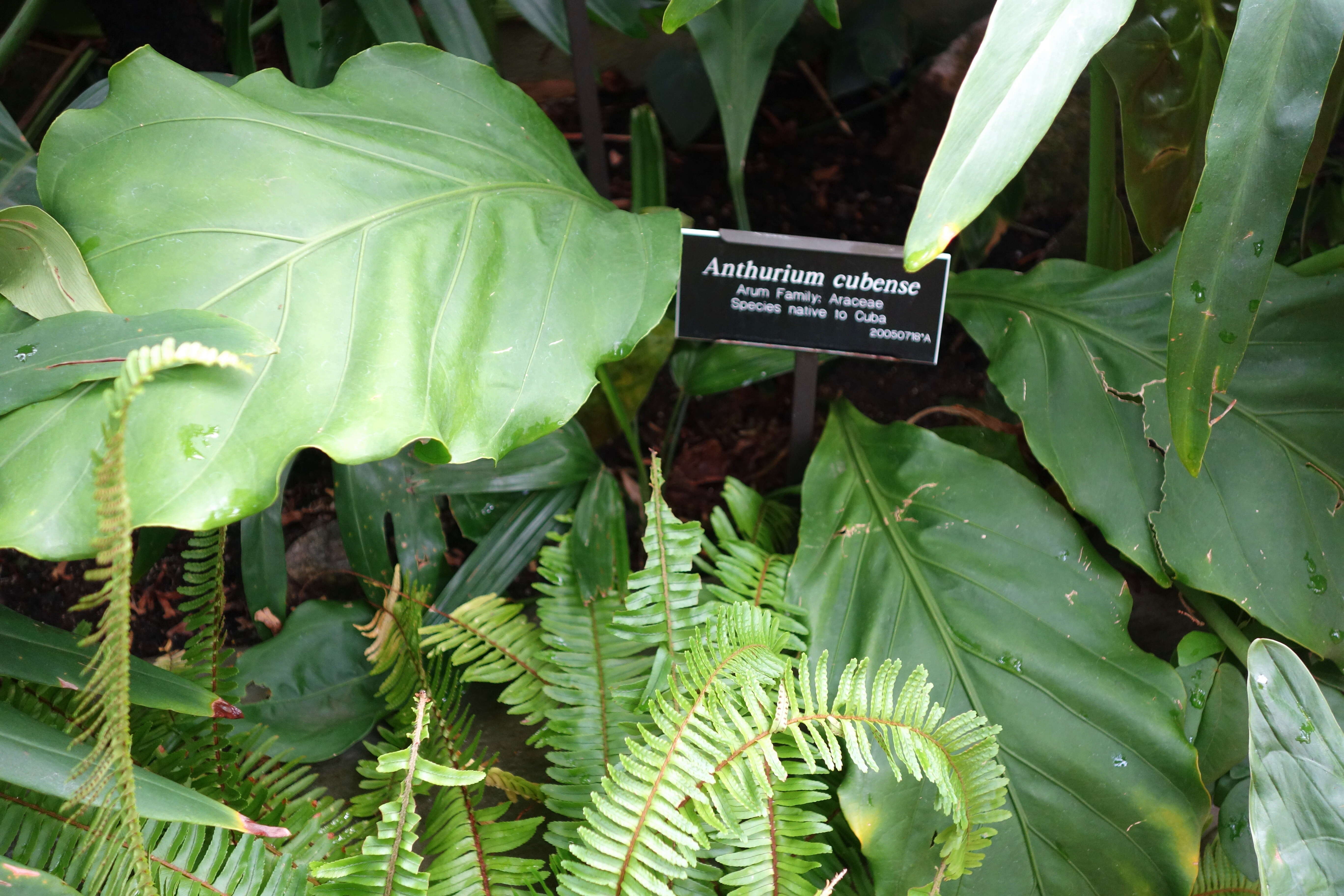 Image of Anthurium cubense Engl.