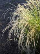 Plancia ëd Stipa lessingiana Trin. & Rupr.