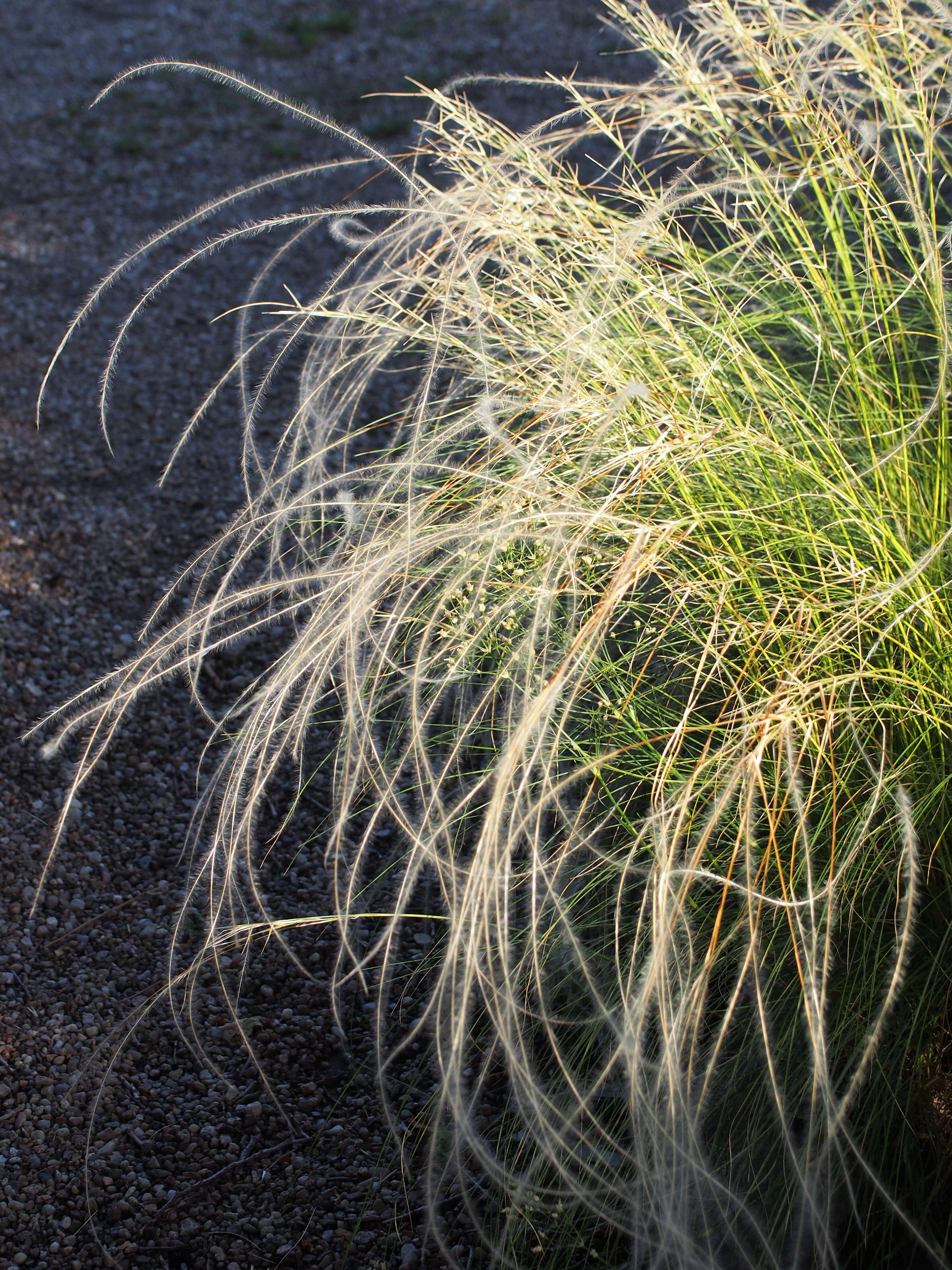 Plancia ëd Stipa lessingiana Trin. & Rupr.